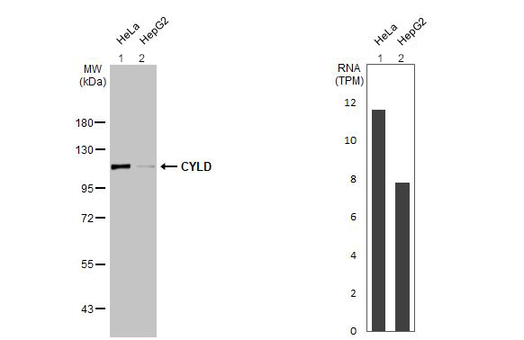 Western blot - Anti-CYLD antibody [HL1260] - BSA and Azide free (AB313838), expandable thumbnail