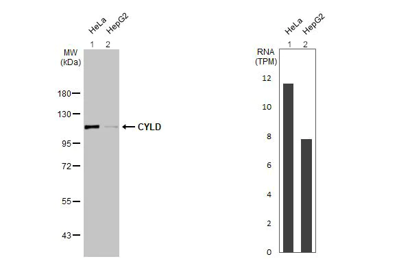 Western blot - Anti-CYLD antibody [HL1260] - BSA and Azide free (AB313838)