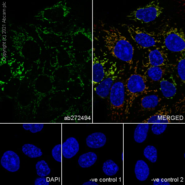 Immunocytochemistry/ Immunofluorescence - Anti-CYP11A1 antibody [EPR24868-86] - BSA and Azide free (AB288573)