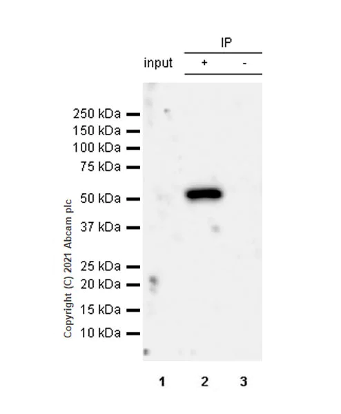 Immunoprecipitation - Anti-CYP11A1 antibody [EPR24868-86] - BSA and Azide free (AB288573)
