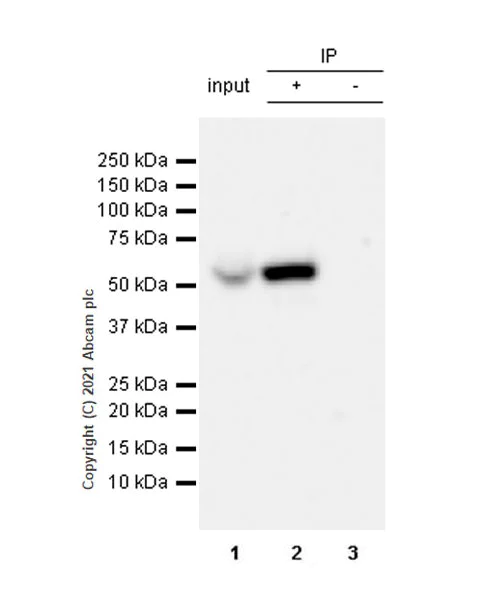 Immunoprecipitation - Anti-CYP11A1 antibody [EPR24868-86] - BSA and Azide free (AB288573)