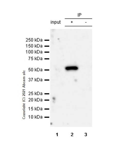Immunoprecipitation - Anti-CYP11A1 antibody [EPR24868-86] - BSA and Azide free (AB288573)
