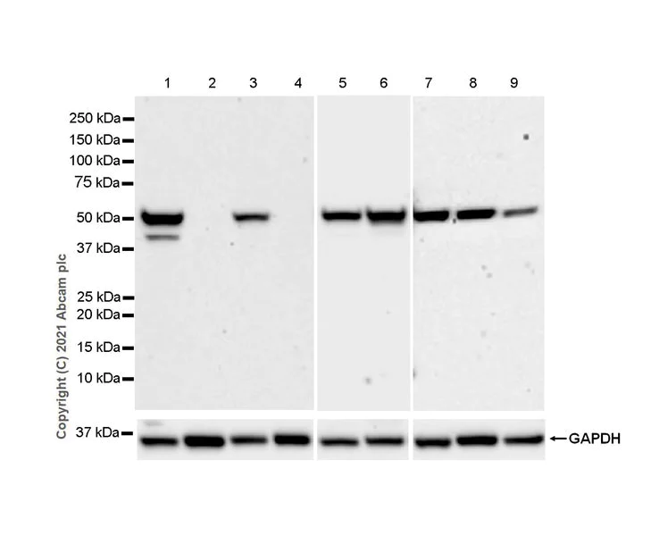 Western blot - Anti-CYP11A1 antibody [EPR24868-86] - BSA and Azide free (AB288573)
