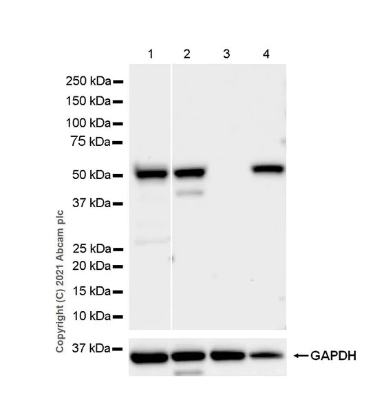 Western blot - Anti-CYP11A1 antibody [EPR24868-86] - BSA and Azide free (AB288573)