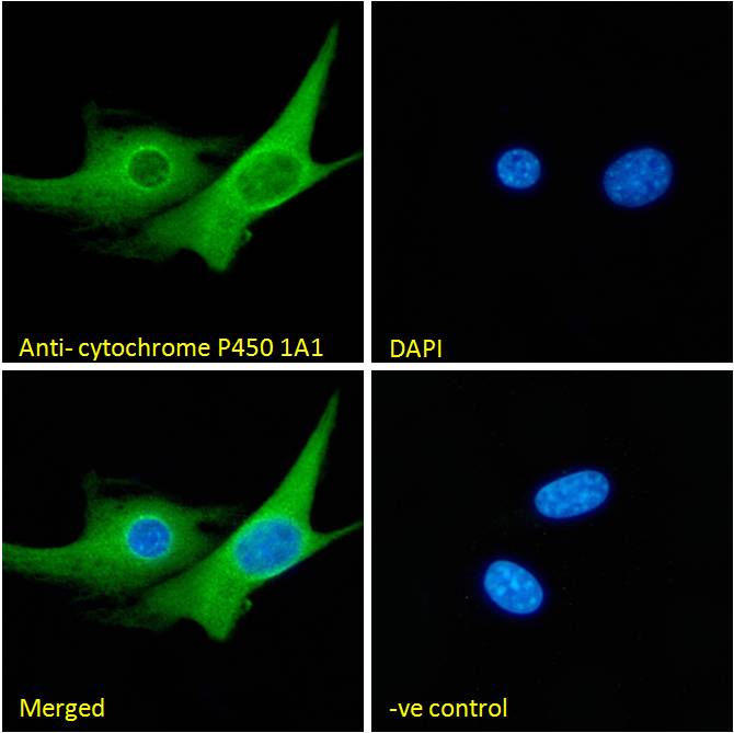 Immunocytochemistry/ Immunofluorescence - Anti-CYP1A1 antibody (AB126887), expandable thumbnail