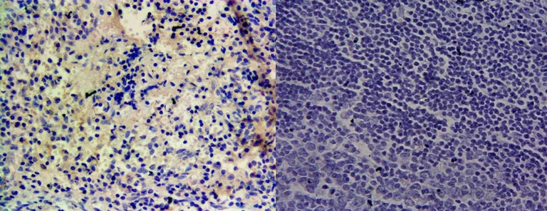 Immunohistochemistry (Formalin/PFA-fixed paraffin-embedded sections) - Anti-CYP1A1 antibody (AB126887)