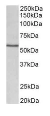 Western blot - Anti-CYP1A1 antibody (AB126887)