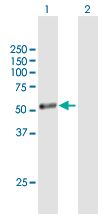 Western blot - Anti-CYP1A1 antibody (AB171883), expandable thumbnail