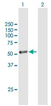 Western blot - Anti-CYP1A1 antibody (AB171883)