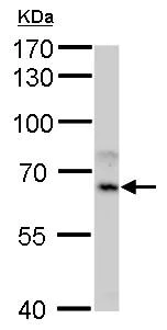 Western blot - Anti-CYP1A1 antibody (AB209824)