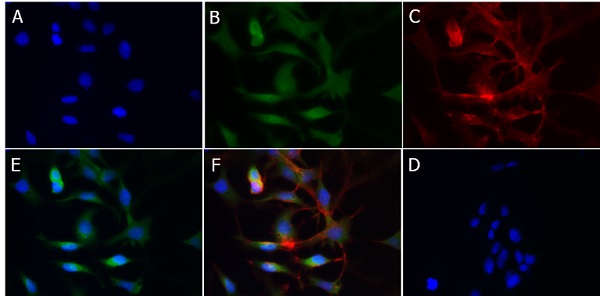 Immunocytochemistry/ Immunofluorescence - Anti-CYP1A1 antibody (AB235185), expandable thumbnail