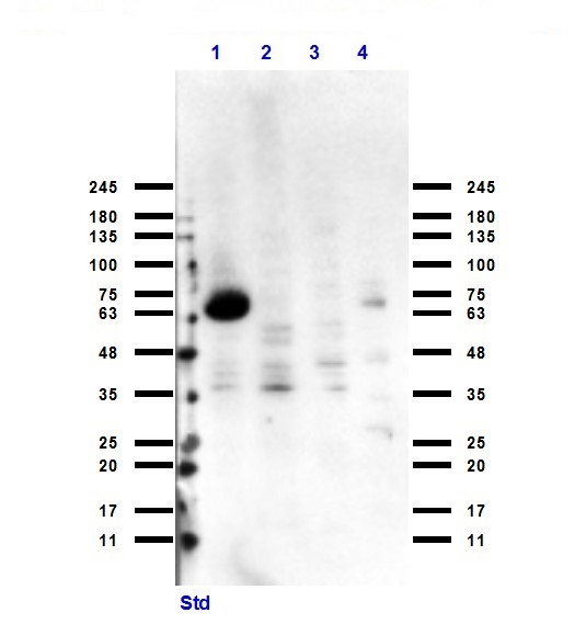Western blot - Anti-CYP1A1 antibody (AB235185), expandable thumbnail