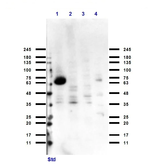 Western blot - Anti-CYP1A1 antibody (AB235185)