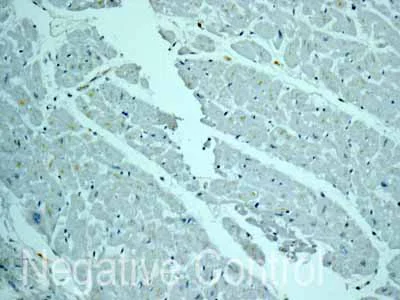 Immunohistochemistry (Formalin/PFA-fixed paraffin-embedded sections) - Anti-CYP26A1 antibody [EPR11841] - BSA and Azide free (AB249693)