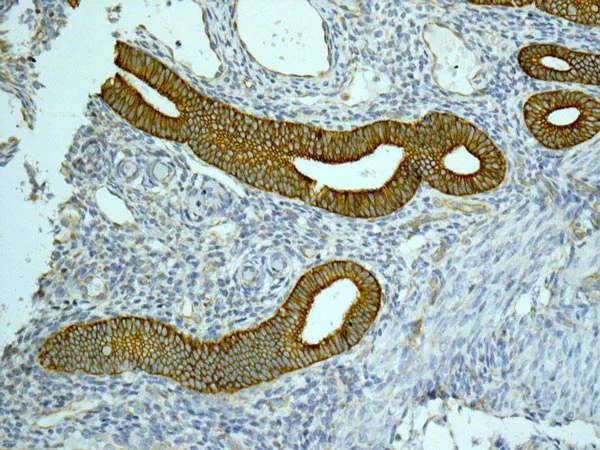 Immunohistochemistry (Formalin/PFA-fixed paraffin-embedded sections) - Anti-CYP26A1 antibody [EPR11841] - BSA and Azide free (AB249693)