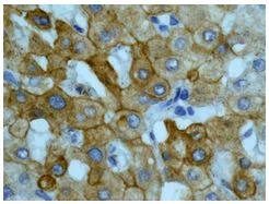 Immunohistochemistry (Formalin/PFA-fixed paraffin-embedded sections) - Anti-CYP26A1 antibody [EPR11841] - BSA and Azide free (AB249693)