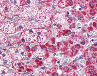 Immunohistochemistry (Formalin/PFA-fixed paraffin-embedded sections) - Anti-Cyp26B1 antibody (AB113236)