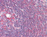Immunohistochemistry (Formalin/PFA-fixed paraffin-embedded sections) - Anti-Cyp26B1 antibody (AB113640)