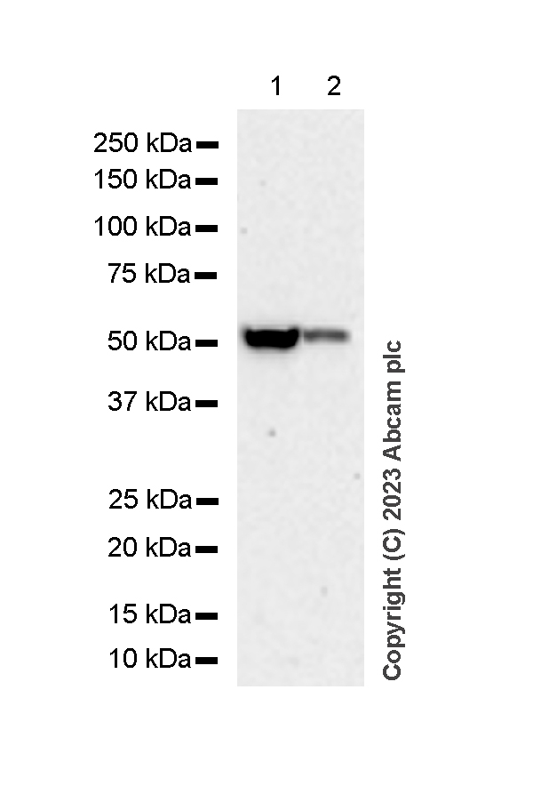 Western blot - Anti-CYP27A1 antibody [EPR7529] (ab126785), expandable thumbnail