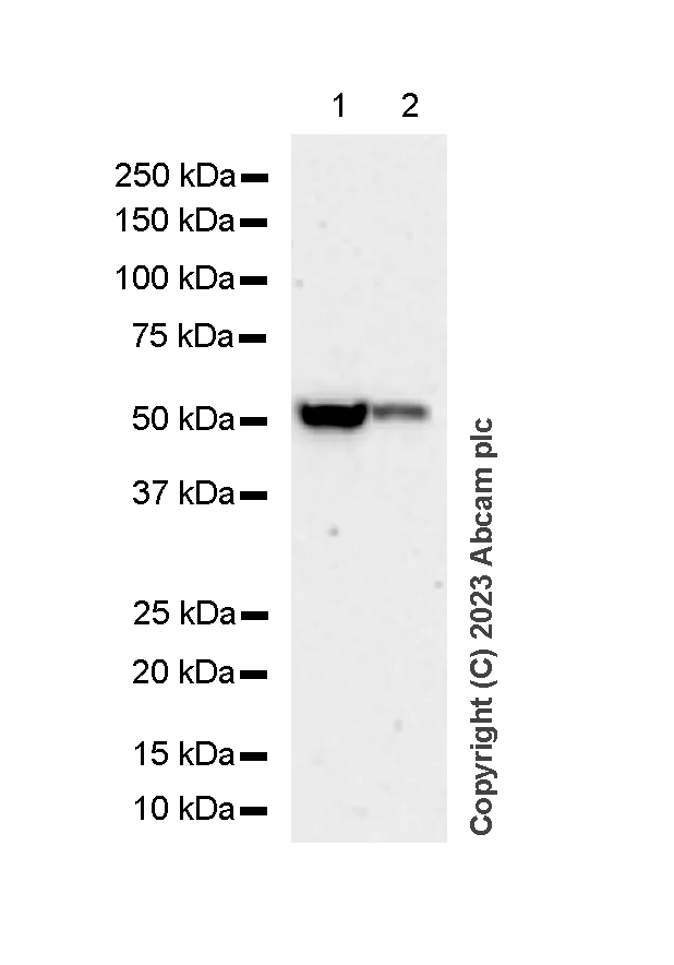 Western blot - Anti-CYP27A1 antibody [EPR7529] (AB126785)