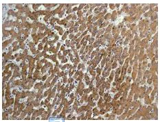 Immunohistochemistry (Formalin/PFA-fixed paraffin-embedded sections) - Anti-CYP27A1 antibody [EPR7529] - BSA and Azide free (AB214800)