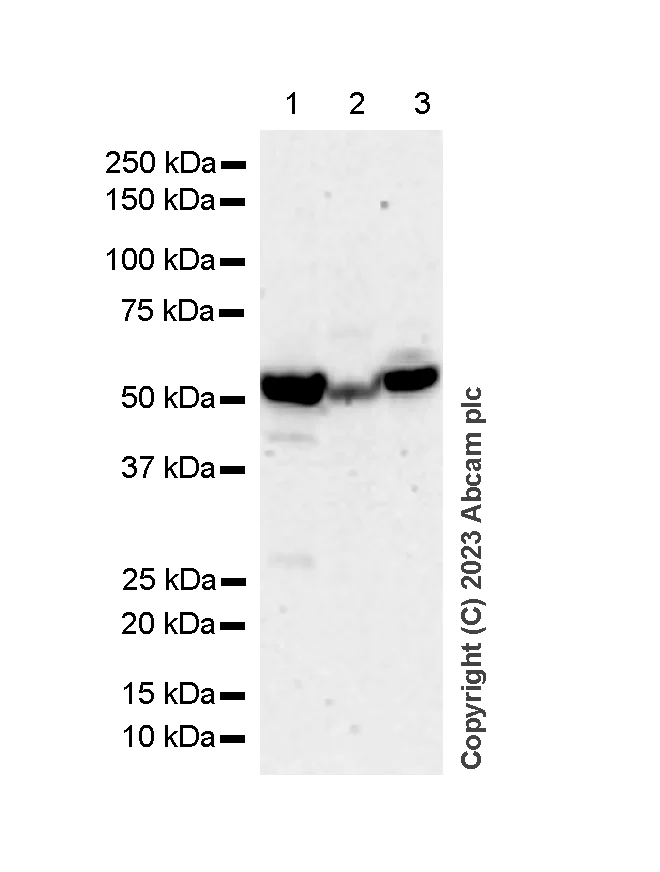 Western blot - Anti-CYP27A1 antibody [EPR7529] - BSA and Azide free (AB214800)