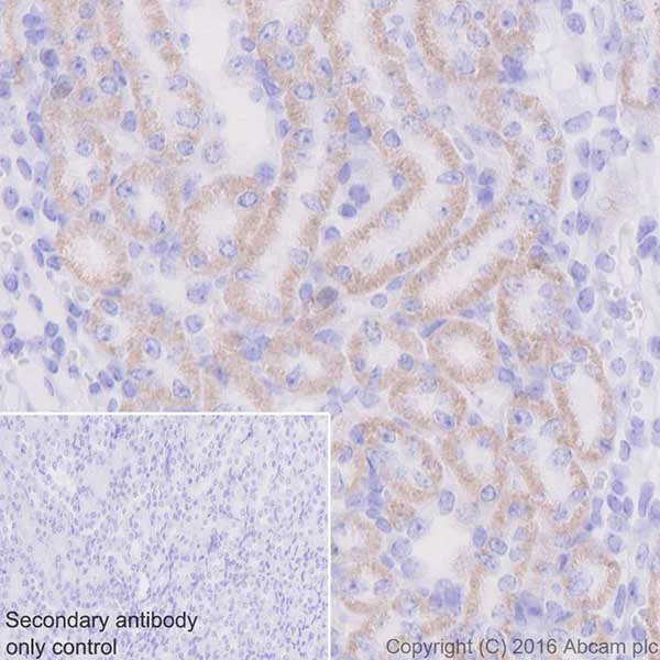 Immunohistochemistry (Formalin/PFA-fixed paraffin-embedded sections) - Anti-CYP27B1 antibody [EPR20271] (AB206655)