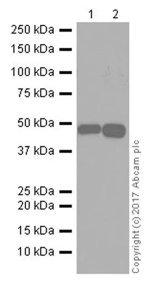 Western blot - Anti-CYP27B1 antibody [EPR20271] (AB206655)