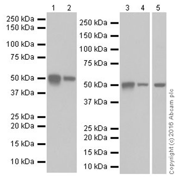 Western blot - Anti-CYP27B1 antibody [EPR20271] (AB206655)