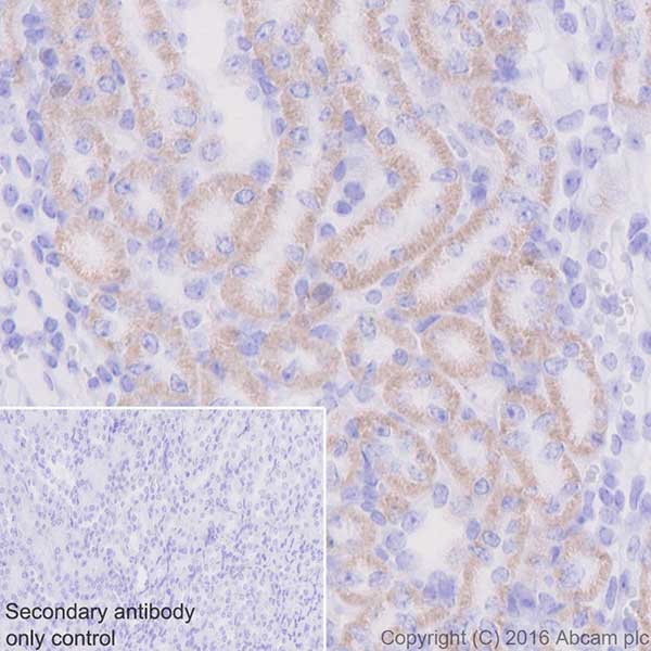 Immunohistochemistry (Formalin/PFA-fixed paraffin-embedded sections) - Anti-CYP27B1 antibody [EPR20271] - BSA and Azide free (AB238978), expandable thumbnail