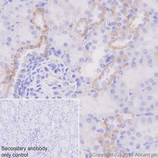Immunohistochemistry (Formalin/PFA-fixed paraffin-embedded sections) - Anti-CYP27B1 antibody [EPR20271] - BSA and Azide free (AB238978)
