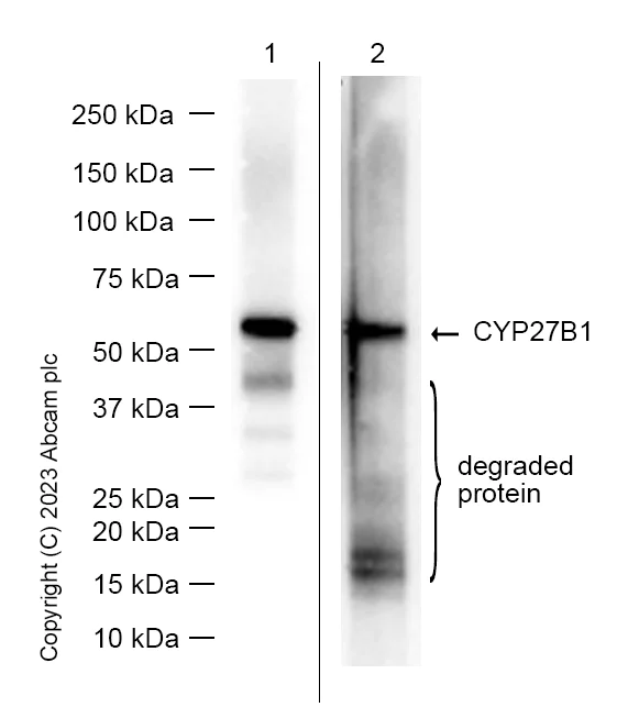 Western blot - Anti-CYP27B1 antibody [EPR20271] - BSA and Azide free (AB238978)