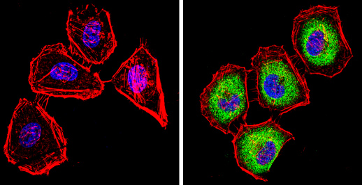 Immunocytochemistry/ Immunofluorescence - Anti-CYP2C11 antibody (AB3571)