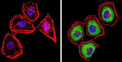 Immunocytochemistry/ Immunofluorescence - Anti-CYP2C11 antibody (AB3571)