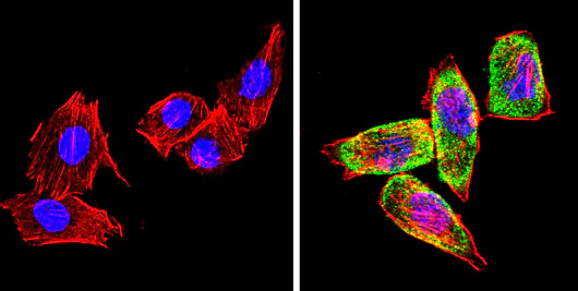 Immunocytochemistry/ Immunofluorescence - Anti-CYP2C11 antibody (AB3571)