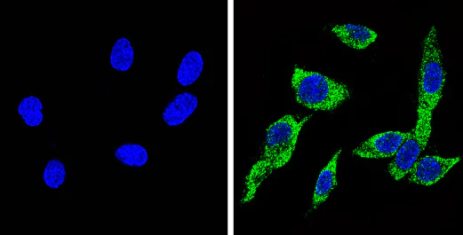 Immunocytochemistry/ Immunofluorescence - Anti-CYP2C11 antibody (AB3571)