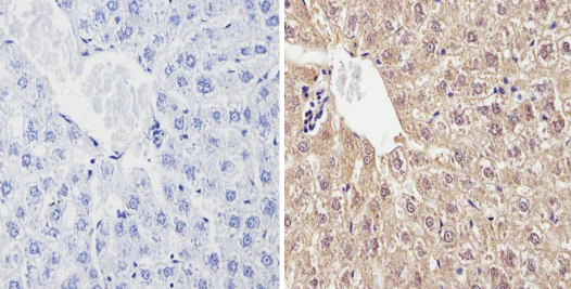 Immunohistochemistry (Formalin/PFA-fixed paraffin-embedded sections) - Anti-CYP2C11 antibody (AB3571)