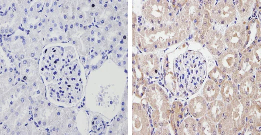 Immunohistochemistry (Formalin/PFA-fixed paraffin-embedded sections) - Anti-CYP2C11 antibody (AB3571)
