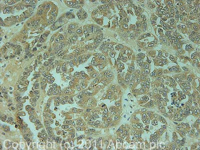 Immunohistochemistry (Formalin/PFA-fixed paraffin-embedded sections) - Anti-CYP2C11 antibody (AB3571)