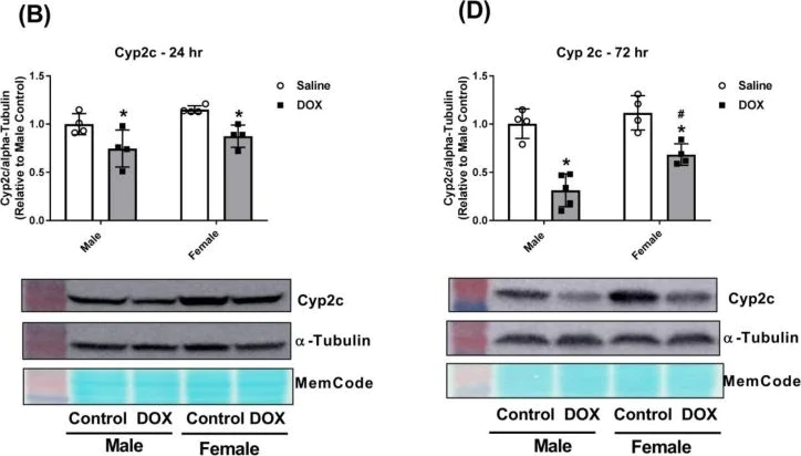 Western blot - Anti-CYP2C19 antibody [EPR6576] (AB137015)