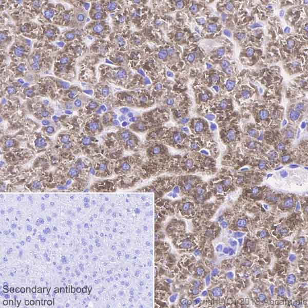 Immunohistochemistry (Formalin/PFA-fixed paraffin-embedded sections) - Anti-CYP2C19 antibody [EPR6576] - BSA and Azide free (AB236063), expandable thumbnail