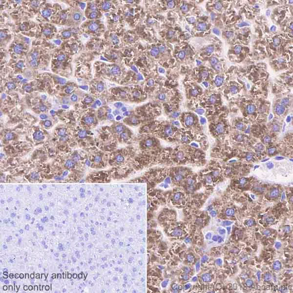 Immunohistochemistry (Formalin/PFA-fixed paraffin-embedded sections) - Anti-CYP2C19 antibody [EPR6576] - BSA and Azide free (AB236063)