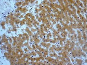 Immunohistochemistry (Formalin/PFA-fixed paraffin-embedded sections) - Anti-CYP2C19 antibody [EPR6576] - BSA and Azide free (AB236063), expandable thumbnail