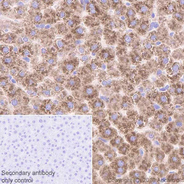 Immunohistochemistry (Formalin/PFA-fixed paraffin-embedded sections) - Anti-CYP2C19 antibody [EPR6576] - BSA and Azide free (AB236063)