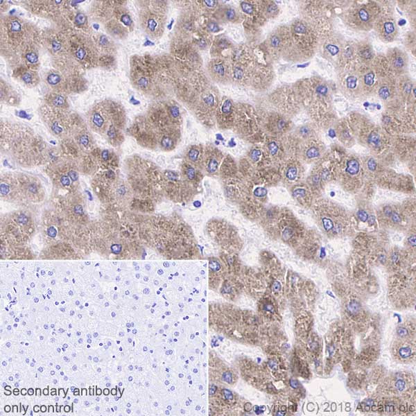 Immunohistochemistry (Formalin/PFA-fixed paraffin-embedded sections) - Anti-CYP2C19 antibody [EPR6576] - BSA and Azide free (AB236063), expandable thumbnail