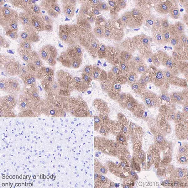 Immunohistochemistry (Formalin/PFA-fixed paraffin-embedded sections) - Anti-CYP2C19 antibody [EPR6576] - BSA and Azide free (AB236063)