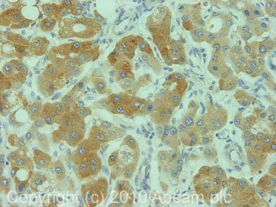 Immunohistochemistry (Formalin/PFA-fixed paraffin-embedded sections) - Anti-CYP2C9 antibody (AB4236)
