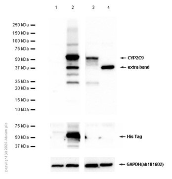 Western blot - Anti-CYP2C9 antibody [EPR7340] (AB150364), expandable thumbnail