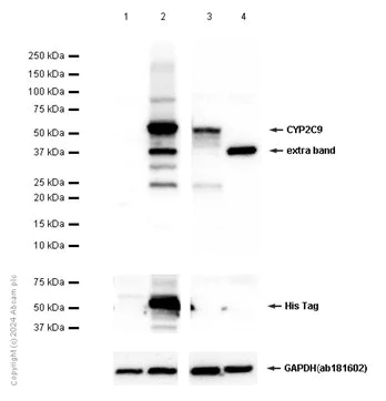 Western blot - Anti-CYP2C9 antibody [EPR7340] - BSA and Azide free (AB248942)
