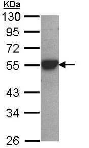 Western blot - Anti-CYP2D6 antibody (AB137426)
